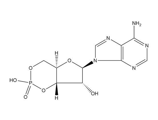 環(huán)磷酸腺苷